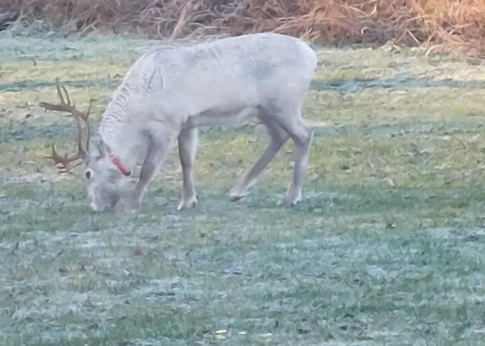 Dom wakacyjny Arctic River